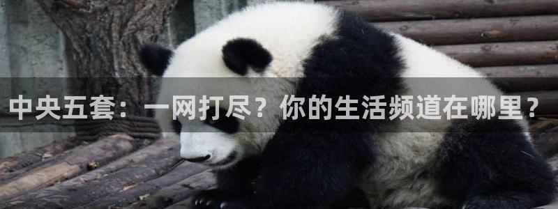 鲸鱼体育比赛直播：中央五套：一网打尽？你的生活频道在哪里？